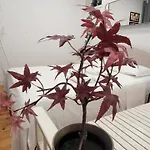Séjour chez l'habitant Varanda Privada Iroom *
